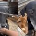 Cão adotado é devolvido por não subir escadas e abrigo faz alerta sobre adoção responsável