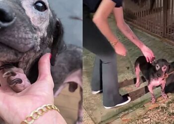 Cão Amendoim emociona ao correr feliz ao ouvir voz de sua tutora após resgate