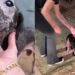 Cão Amendoim emociona ao correr feliz ao ouvir voz de sua tutora após resgate