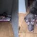 Cão Amendoim emociona ao correr feliz ao ouvir voz de sua tutora após resgate