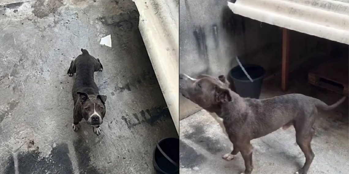 Pitbull deixado sozinho por meses chama atenção com atitude comovente