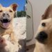 Cachorrinha abandonada na praia segue mulher e muda completamente de vida