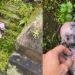 Cachorrinha é encontrada quase congelando em vala e resgate emociona