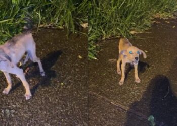 Filhote abandonado em rua movimentada emociona ao ser resgatado em Ribeirão Preto