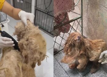 Cão que parecia arisco surpreende ao mostrar seu lado mais doce após receber cuidado e atenção