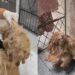 Cão que parecia arisco surpreende ao mostrar seu lado mais doce após receber cuidado e atenção