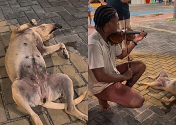 Cão caramelo encontra tranquilidade profunda ao ouvir música de violinista de rua