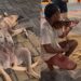 Cão caramelo encontra tranquilidade profunda ao ouvir música de violinista de rua