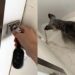 Mesmo cega e surda, cadelinha idosa se esforça para proteger a casa e gesto emociona