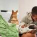 Cão que ignorava a gestação da tutora, surpreende casal ao finalmente conhecer o bebê