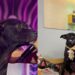 Cão de rua sobe ao palco durante apresentação e conquista novo destino emocionante