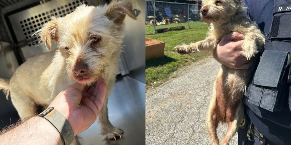 Cachorro some por 4 anos e reencontro inesperado faz tutor chorar de emoção