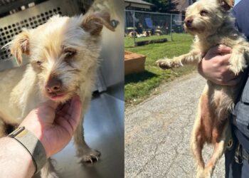 Cachorro some por 4 anos e reencontro inesperado faz tutor chorar de emoção