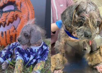 Encontrado chorando no mato, cão idoso ganha nova chance e surpreende