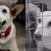 Cão passa 12 anos em abrigo e finalmente encontra um lar que muda sua vida para sempre