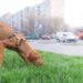 Cachorrinha some por segundos e mobiliza vizinhos e redes sociais até voltar para casa
