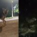 Cachorro pede socorro desesperadamente para salvar amigo pitbull de afogamento em córrego
