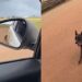 Voluntária “rapta” filhotes e consegue resgatar cadela de rua em situação crítica