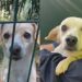 Cão esquecido em abrigo ganha nova chance após apelo emocionante