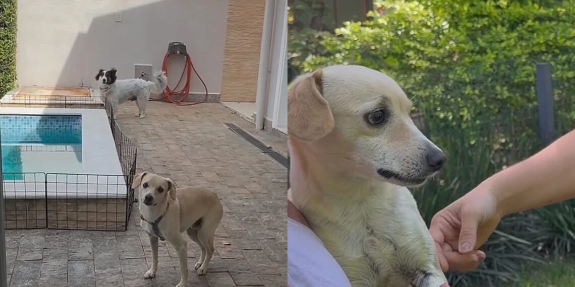 Cão esquecido em abrigo ganha nova chance após apelo emocionante