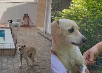 Cão esquecido em abrigo ganha nova chance após apelo emocionante