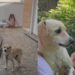 Cão esquecido em abrigo ganha nova chance após apelo emocionante