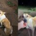 Cadela magra protege filhotes em estrada e emociona ao ser encontrada no Acre
