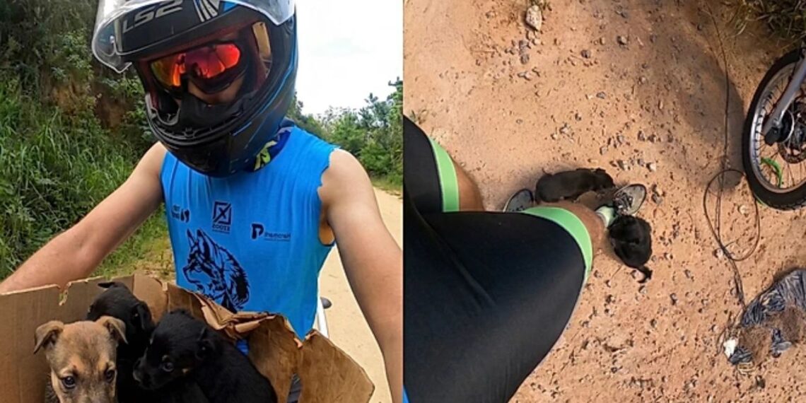 Atleta encontra três filhotes abandonados em trilha e toma decisão que muda tudo