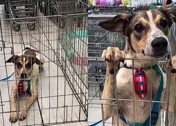 Após ser adotado, cachorro é devolvido e espera nova chance em abrigo