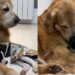 Cachorro mais velho que não aceitava outros animais surpreende após chegada de filhote