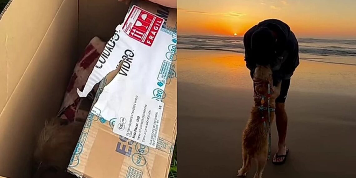 Após ser abandonada no Natal, cadela emociona após gesto inesperado