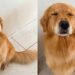 Cachorra é “demitida” após exagerar no carinho e reação viral levanta debate