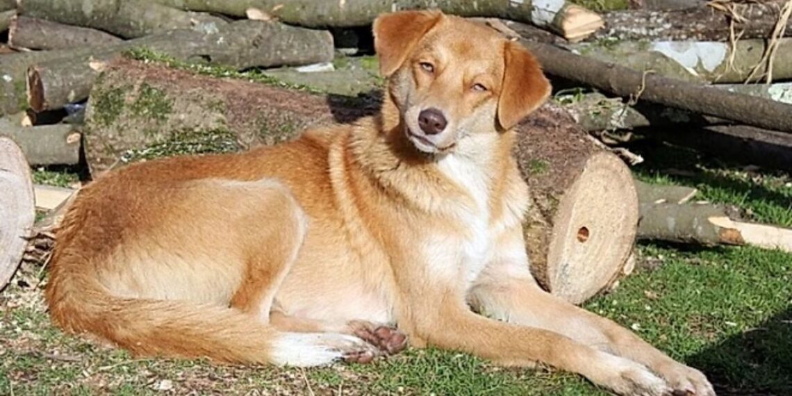Cadela de rua enfrenta frio intenso para proteger filhotes e adota gatinho abandonado
