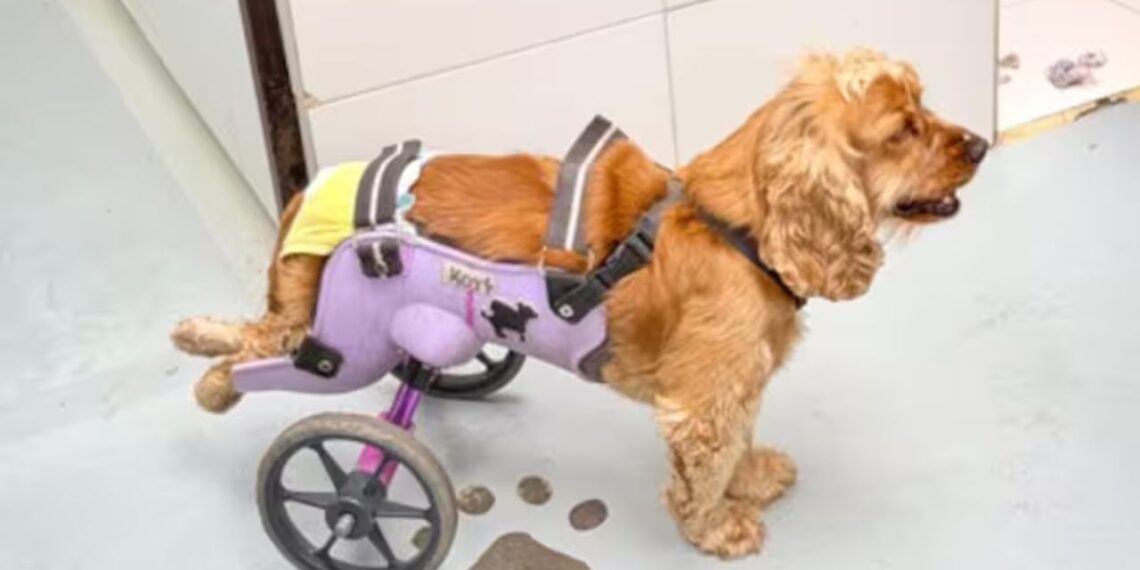 Estudantes de engenharia criam cadeiras de rodas impressas em 3D para cães com paralisia
