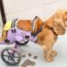 Estudantes de engenharia criam cadeiras de rodas impressas em 3D para cães com paralisia