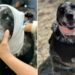 Cadela de 12 anos enfrenta urso para defender fazenda e sobrevive contra todas as chances