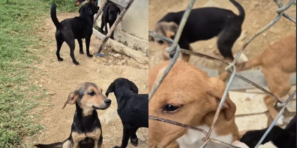 Resgate histórico retira mais de 100 cães e gatos de condições críticas em Boyacá
