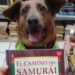Cão cego resgatado em feira de livros agora é “dono” de uma livraria
