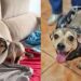 Após atropelamento, cão com paralisia surpreende ao voltar a se mover com ajuda especial