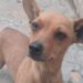 Ela foi encontrada dentro de um saco após ser arremessada por cima de uma cerca
