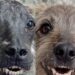 Cão resgatado com queimaduras emociona ao ter sua história recriada por inteligência artificial