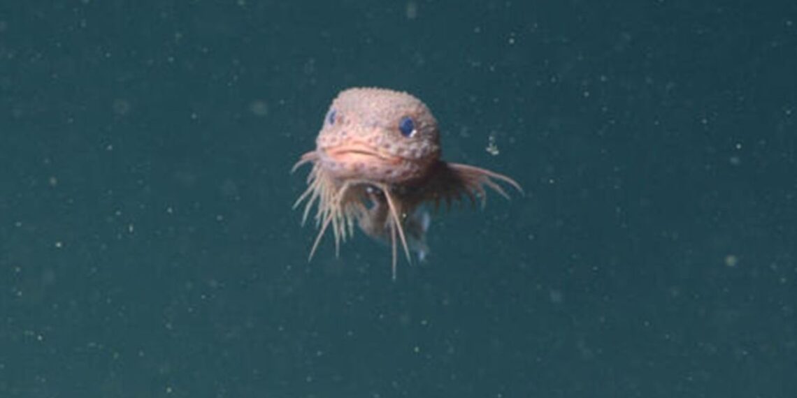 Cientistas documentam criaturas raras e espécies inéditas no fundo dos oceanos em expedições de 2025
