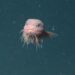 Cientistas documentam criaturas raras e espécies inéditas no fundo dos oceanos em expedições de 2025