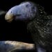 Cientistas revelam o primeiro dinossauro com espinhos descoberto na história da paleontologia