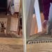 Filhote sem patas dianteiras é encontrado no lixo e história emociona