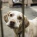 Filhote sem patas dianteiras é encontrado no lixo e história emociona