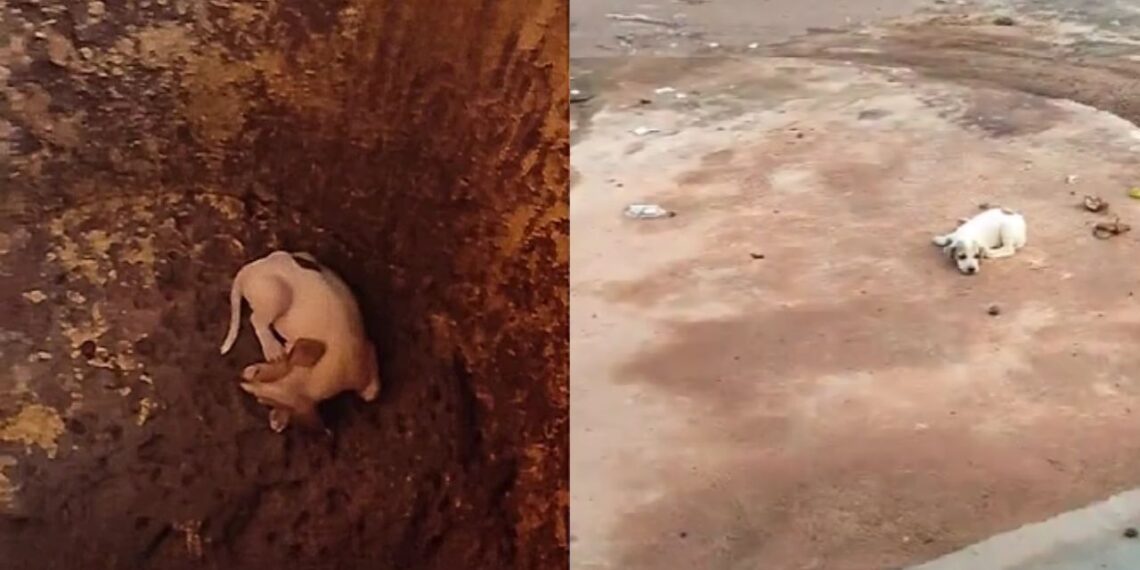 Filhote cai em boca de lobo e resgate em rua movimentada chama atenção