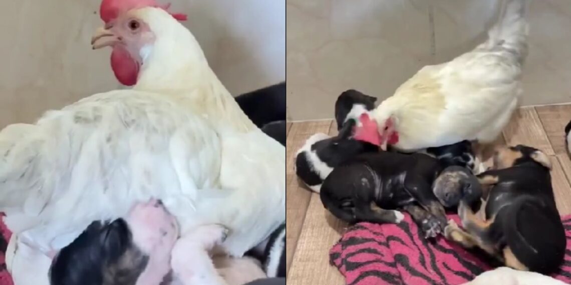 Filhotes de cachorro são aquecidos por galinha enquanto a mãe se ausenta e cena emociona tutora
