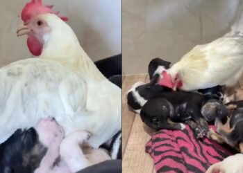 Filhotes de cachorro são aquecidos por galinha enquanto a mãe se ausenta e cena emociona tutora