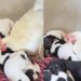 Filhotes de cachorro são aquecidos por galinha enquanto a mãe se ausenta e cena emociona tutora